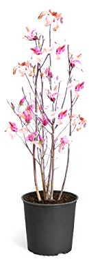 Brighter Blooms - Jane Magnolia Tree, 3-4 ft. - No Shipping to AK, AZ, HI, OR