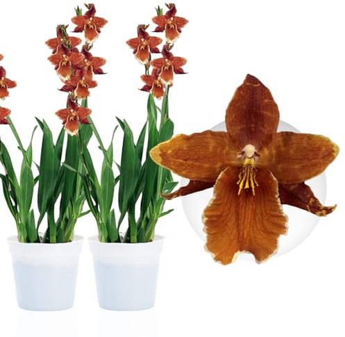 Echte Wilsonara Inferno Orchideen. 2 große Zimmerpflanzen aus Holland. 30-40 cm hoch mit Blüten und leicht duftend.(keine künstliche Orchidee, ohne Dünger und Topf, kein Samen und nicht winterhart)
