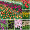 Bulbi Tulipani Da Fiore Perenni Resistenti All'Inverno Bulbi Ornamentali Decorazione Giardino Per Balcone Esterno Decorazione Floreale Piante In Vaso Resistenti 20 Bulbi Di Tulipano Multicolore
