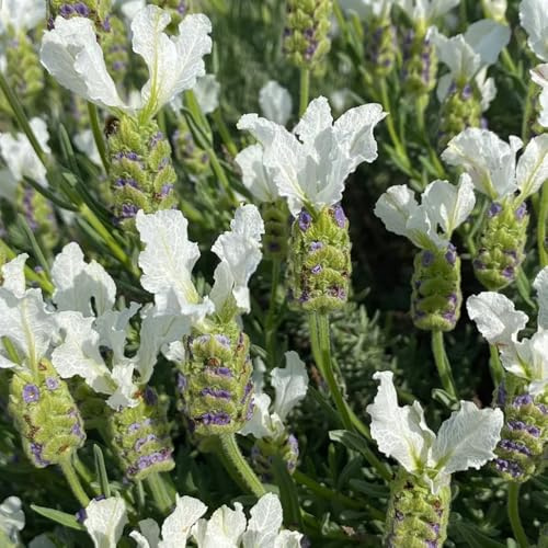 Semillas de lavanda, jardín de variedades antiguas de semillas semillas de otoño resistentes resistentes para el jardín 300pcs