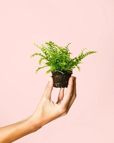 PUR PLANT Helecho mini | Planta natural de interior purificadora e ideal para terrarios | Helechos naturales decorativos | Maceta de Ø6 cm