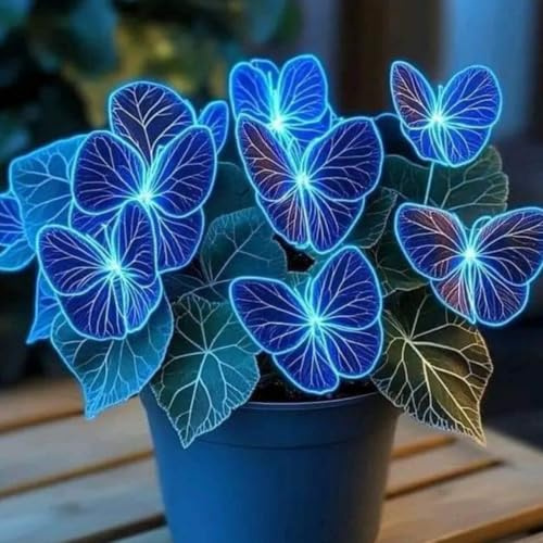Cold-Resistant hosta bulbo,fácil de cultivar,Home Decoration-Beautiful Gift Garden-Bloom Year After Year-(Non-Artificial).-4Hosta-C