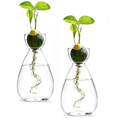 Plantas hidropónicas de terrario, 2 unidades, estación de cultivo de plantas hidropónicas, jarrón iniciador de semillas de aguacate, para amantes de las plantas, decoración de mesa de oficina en casa