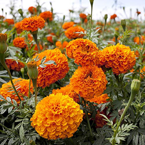 Graines de souci biologique 50 pièces Tagetes patula organiques fraîches massives à fleurs fleurs plantes graines pour la plantation de jardin cour décor
