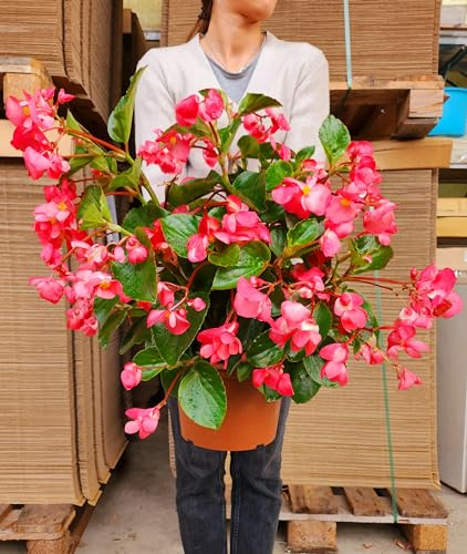 POWERS TO FLOWERS - POWERS TO FLOWERS - BEGONIA BIG VASO 22CM DIAMETRO, A FIORE ROSA, BEGONIA DRAGON, piante vere
