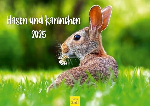 Edition Seidel Premium Kalender Hasen und Kaninchen 2025 Format DIN A3 Wandkalender Tierkalender Tierkinder Wildtiere Waldtiere Haustiere