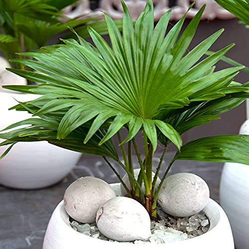 Plante d'intérieur - Palmier Livistona - Plante tropicale décorative Cadeau en pot 12 cm
