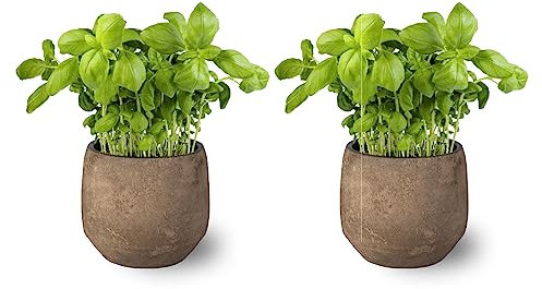 SMPLY. - Planta Albahaca - Pack 2 - Altura: 20 cm - Maceta 10 cm - Planta Antimosquitos -Hierba Aromática Interior y Exterior - Ideal Huerto Urbano y Jardín - Maceta de Cerámica No incluida