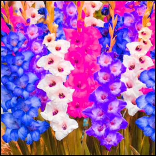 Winterhart zwiebeln, Winterhart pflanzen, Mehrjährige Blumenzwiebel ist winterhart,Blumenzwiebel Mix, Mysteriöse magische Glühbirne-3 Gladiolen zwiebeln