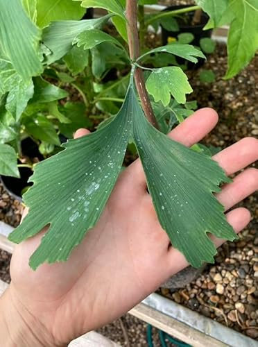 Ginkgo Biloba | 9cm Potted Plant | Perennial