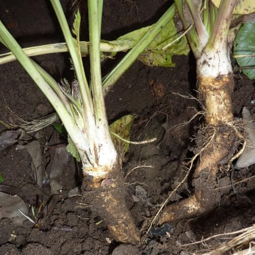 semi di rafano Perenni resistenti invernali raro aromatiche da cucina semi di vecchie varietà giardino aromatiche esotico giardino sul balcone vecchie 60pcs