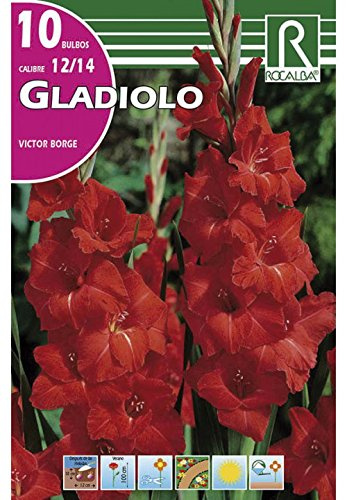 BULBO GLADIOLO VICTOR BORGE ROJO - 10UD