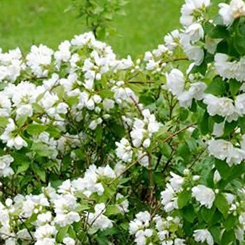 Philadelphus 'Lemoinei'- Seringat de Lemoine 50-60 cm en conteneur blanche