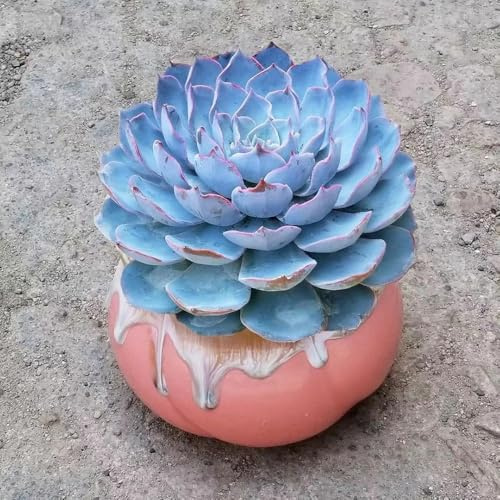 semillas suculentas - plantas de balcón resistentes comprar suculentas semillas de flores cortadas flores perennes resistentes plantar plantas exterior macetas para cubierta vegetal 150pcs