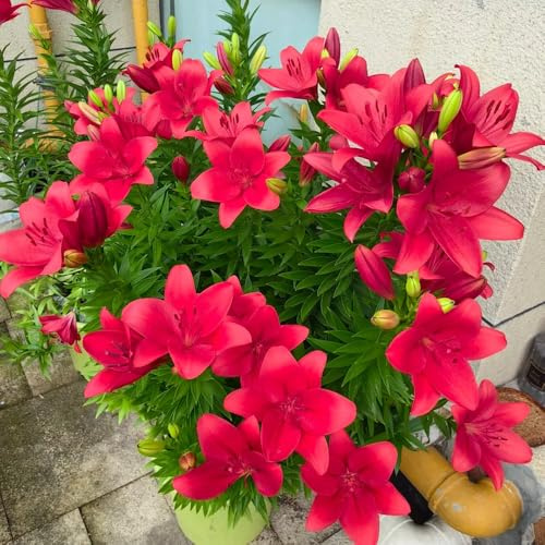 Bulbi di giglio resistenti, rare perenni giardino 3pcs