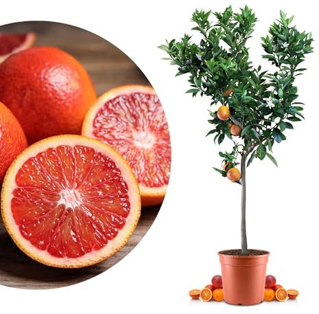 Blutorangenbaum Sanguinello Grande - echte Blutorange - Zitruspflanze - Blood Orange - veredelter Apfelsinenbaum in Gärtner-Qualität (Sanguinello, Grande)