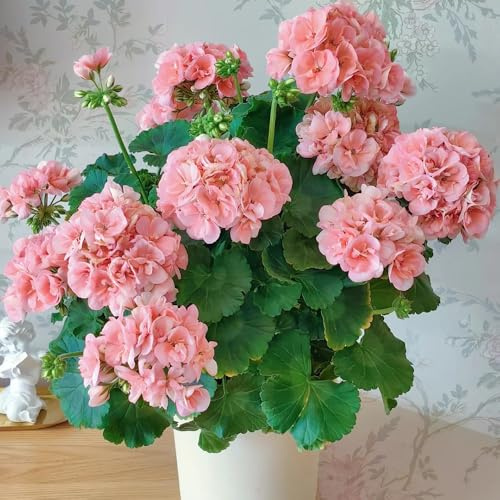 semi di geranio perenni - tappezzante giardino, resistente balcone 200pcs