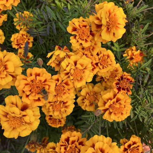semillas de caléndula - Tagetes patula - seto resistente decoración 100pcs