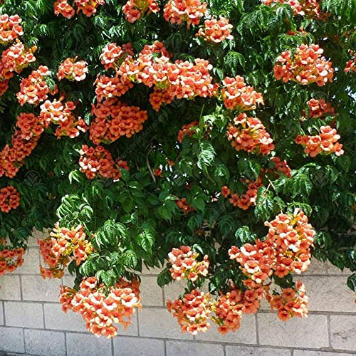 Campsis 'Radicans' Trumpet Vine Deciduous Shrub Garden Climber Plant in Pot (9cm Pot, 20-30cm)