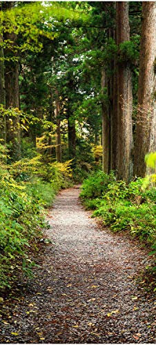 wandmotiv24 Türtapete Wander-Weg in altem Wald, Bäume, Natur 90 x 200cm (B x H) - Dekorfolie selbstklebend Sticker für Türen, Türfolie, Aufkleber, M1131