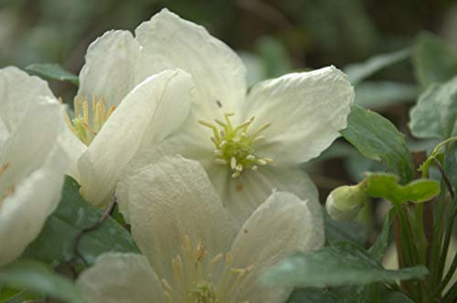 Clématite cireuse cirrhosa Jingle Bell's