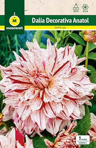 Mascarell Semillas, DALIA DEC. ANATOL, Semillas Bulbosas, Bulbos de Flores Primavera Fácil de Cultivar, Bolsa 1 Bulbo