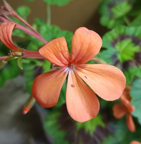 Pelargonium 'Gazelle' / Géranium Zonal panaché/Conteneur de 1 à 1.9 litres