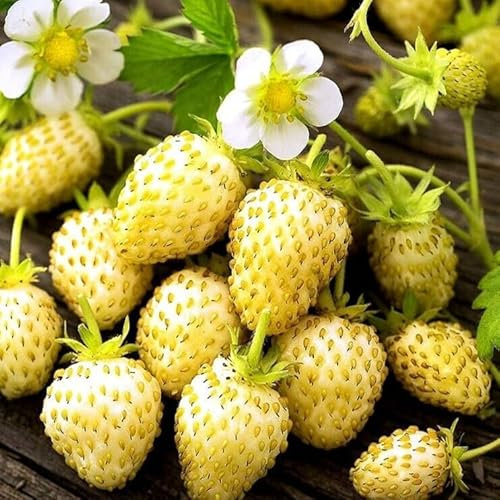Alpine Strawberry 'White Soul' - 200 Seeds + freebie + Plant tag (Fragaria Vesca)