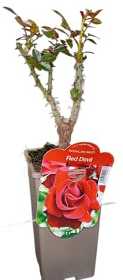 Planta Roja Arbustiva - Rosal Natural Perfecto para Exterior