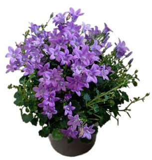 Campanula en Maceta para Decoración – Planta Natural con Flores Frescas y Vibrantes