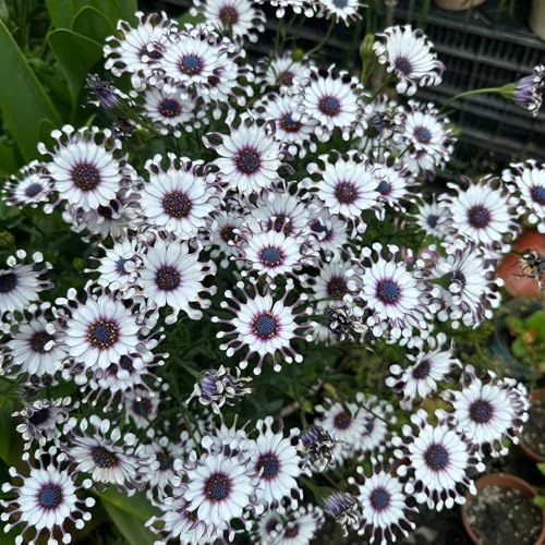semillas de margarita del cabo, exóticas jardín resistentes balcón, perennes 250pcs