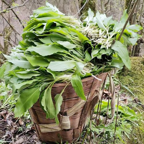 Aglio orsino - Allium ursinum - invernali esotiche da balcone rialzate vegetali d'appartamento rare semi di biologici, resistenti verdi 225semi
