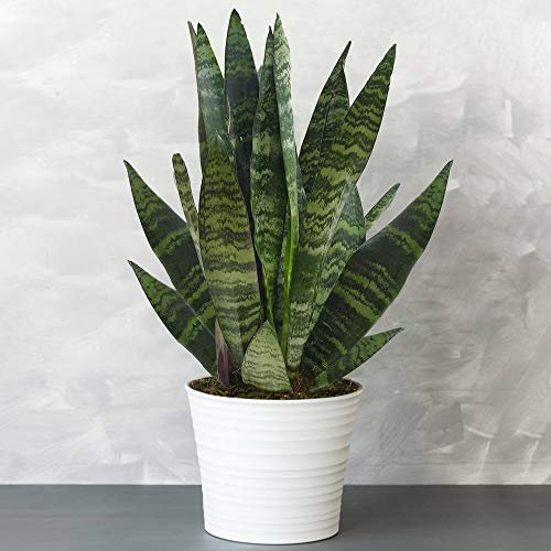 Sansevieria Black Coral de Qualité Supérieure | Plante d'intérieur à Feuillage Persistant (de 30 à 40 cm pot inclus)