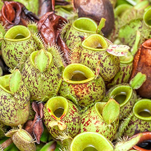 carnivora Nepenthes da giardino resistente Carnivoro verdi, da appartamento resistenti in vaso esterno giardino perenni resistenti per giardini rocciosi 160semi
