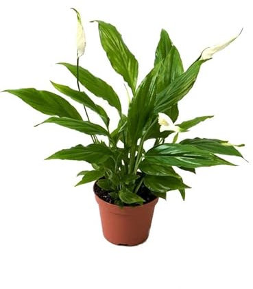 Espatifilo o Lirio de la Paz Natural, una Planta que se Adapta a Cualquier Espacio y Estilo Decorativo