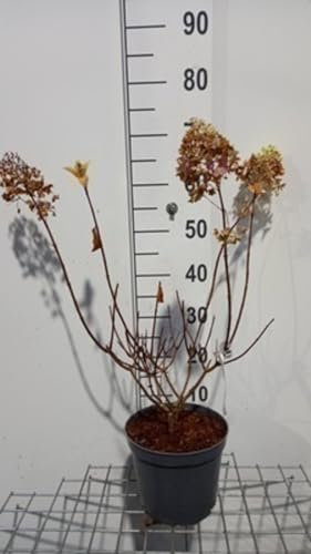 Hydrangea pan. 'Silver Dollar' - Hydrangée Paniculé 40-50 cm en pot