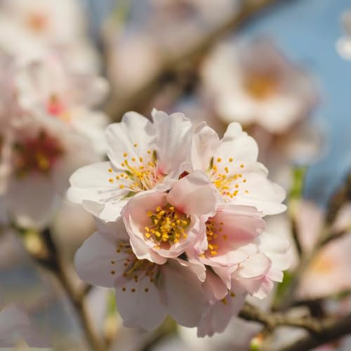 100 Pcs Mandelbaum Samen Samen, Nuts Nuss, Zimmerbonsai Bonsai, Gartendeko Für Draußen (Prunus Dulcis) Exotische Zimmerpflanzen Samen Baumsamen Herbst Dekoration, Minigarten Bäume