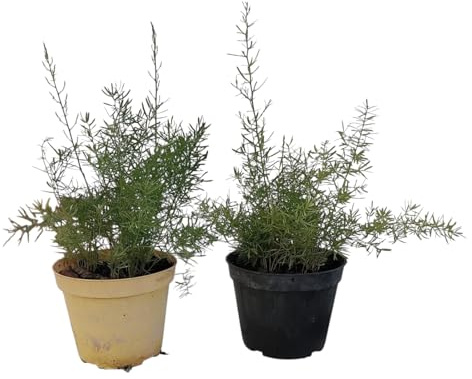 Piantine Asparago Sprengeri 2 Piante in Vaso cm. 12