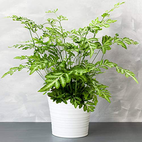 1 x Pteris Evergremiensis - Saumfarn | 25-35 cm Getopfte Zimmerpflanze Geschenk