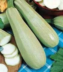 ZUCCHINO BIANCO DI TRIESTE NR.40 SEMI