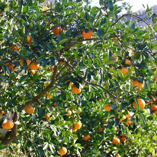 Orangenbaum Kaufen Samen, winterharte pflanzen für balkon Citrus reticulata, bio samen, pflanzen samen samen alte sorten obstbäume, säulenobst balkonpflanzen winterhart pflanzensamen 150pcs