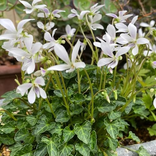 100samen Duftveilchen balkongarten | Einfach zu Pflegen