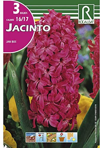 Bulbos de jacinto jan bos (bolsa 3 bulbos)