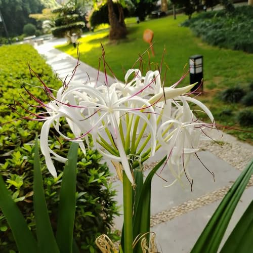 Bulbi di giglio di ragno, Lycoris radiata perenni, resistenti copertura del terreno decorativo 2pcs