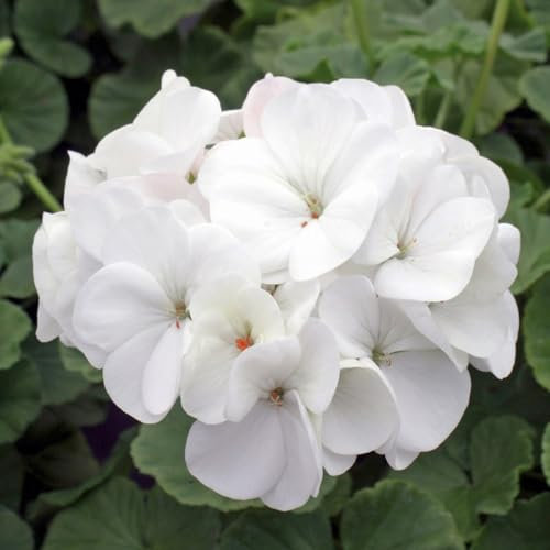 Carbeth Plants 1 x Geranium White Plant in 13cm Pot - Summer Flowering Pelargonium Garden Ready Bedding Plant - Easy to Grow Shrubs for Hanging Baskets, Window Boxes & Patio Pots
