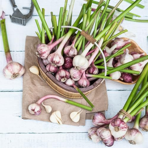 aglio d'appartamento rare piantare l'aglio semi di per medicinali sostenibili per giardino di da interno giardino 350semi