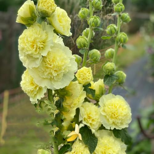 malvas, malva real - ornamentales lugares soleados semillas de malva real semillas de tapizantes resistentes al invierno balcón en 850semillas