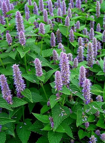 1 Pack of 500 SEEEDS Anise Hyssop