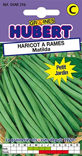 35 Graines de Haricot à rames Matilda - Format Petit Jardin