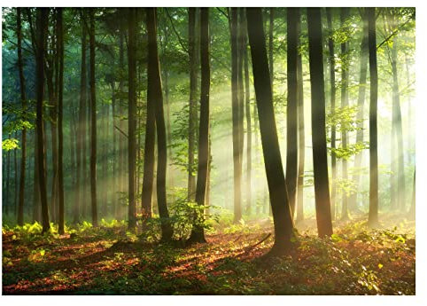 Fototapete Wald Sonne 3D Effekt Bäume Natur - inkl. Kleister - für Wohnzimmer Schlafzimmer Flur Vlies Tapete Vliestapete Wandtapete Motivtapeten Montagefertig (368x254 cm)